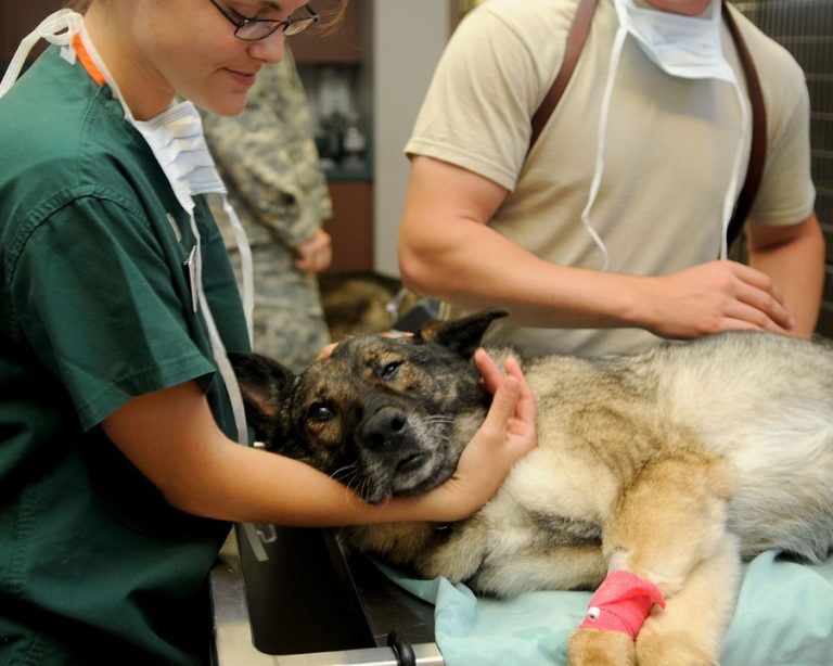 Besök och pris hos veterinärkliniker ökar